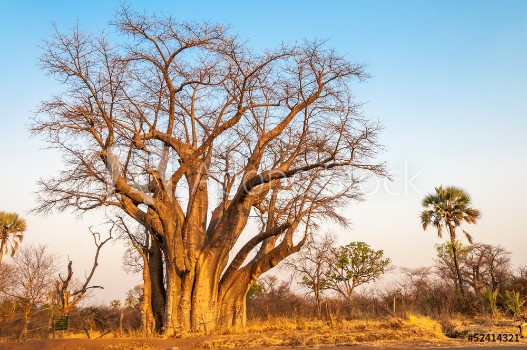 Picture of Livingstones Tree